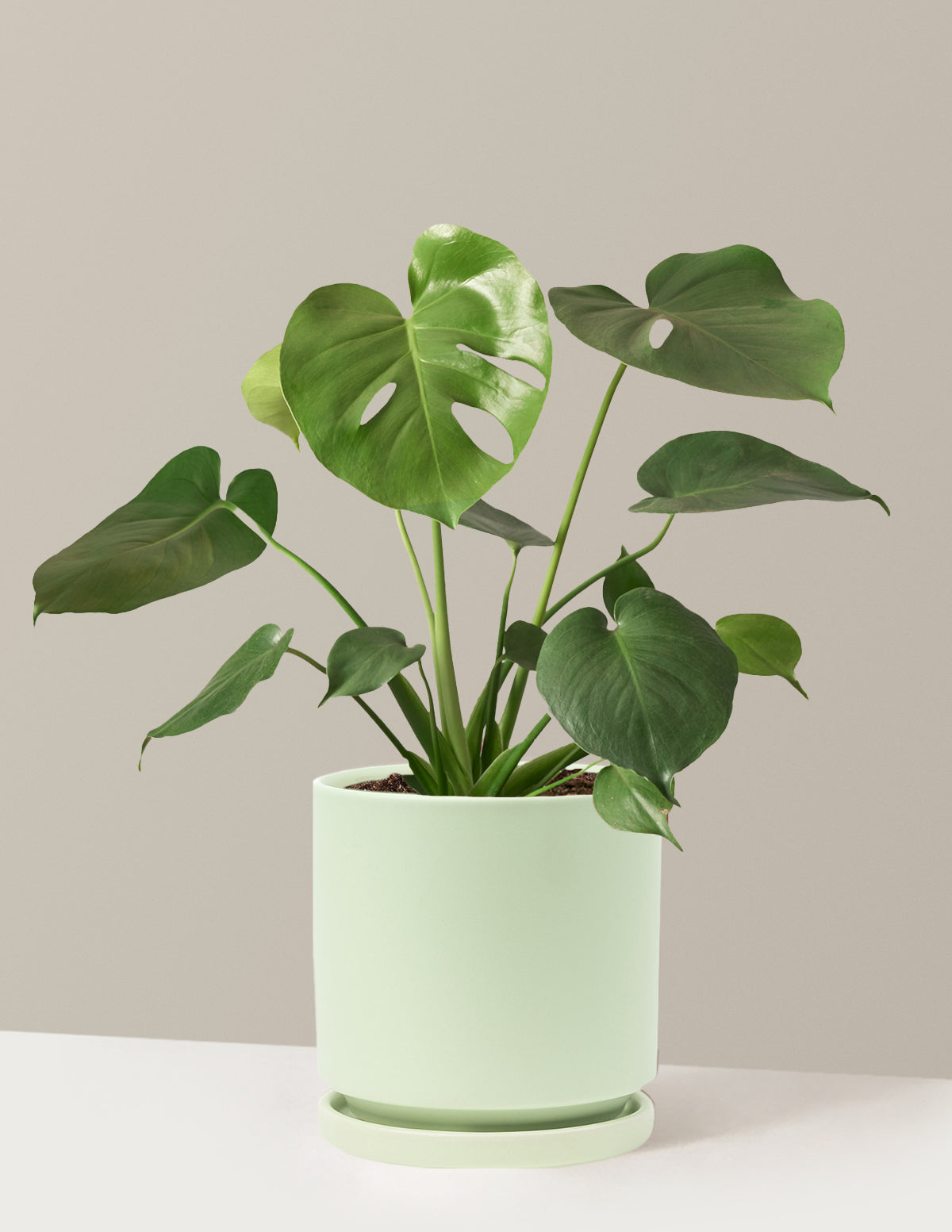 Monstera Deliciosa
