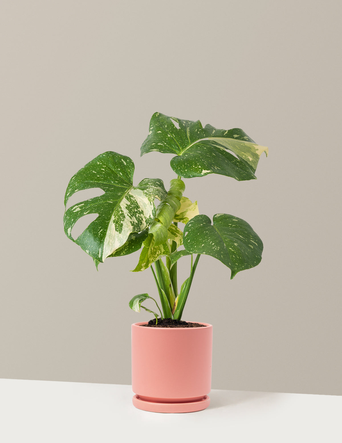 Monstera Thai Constellation