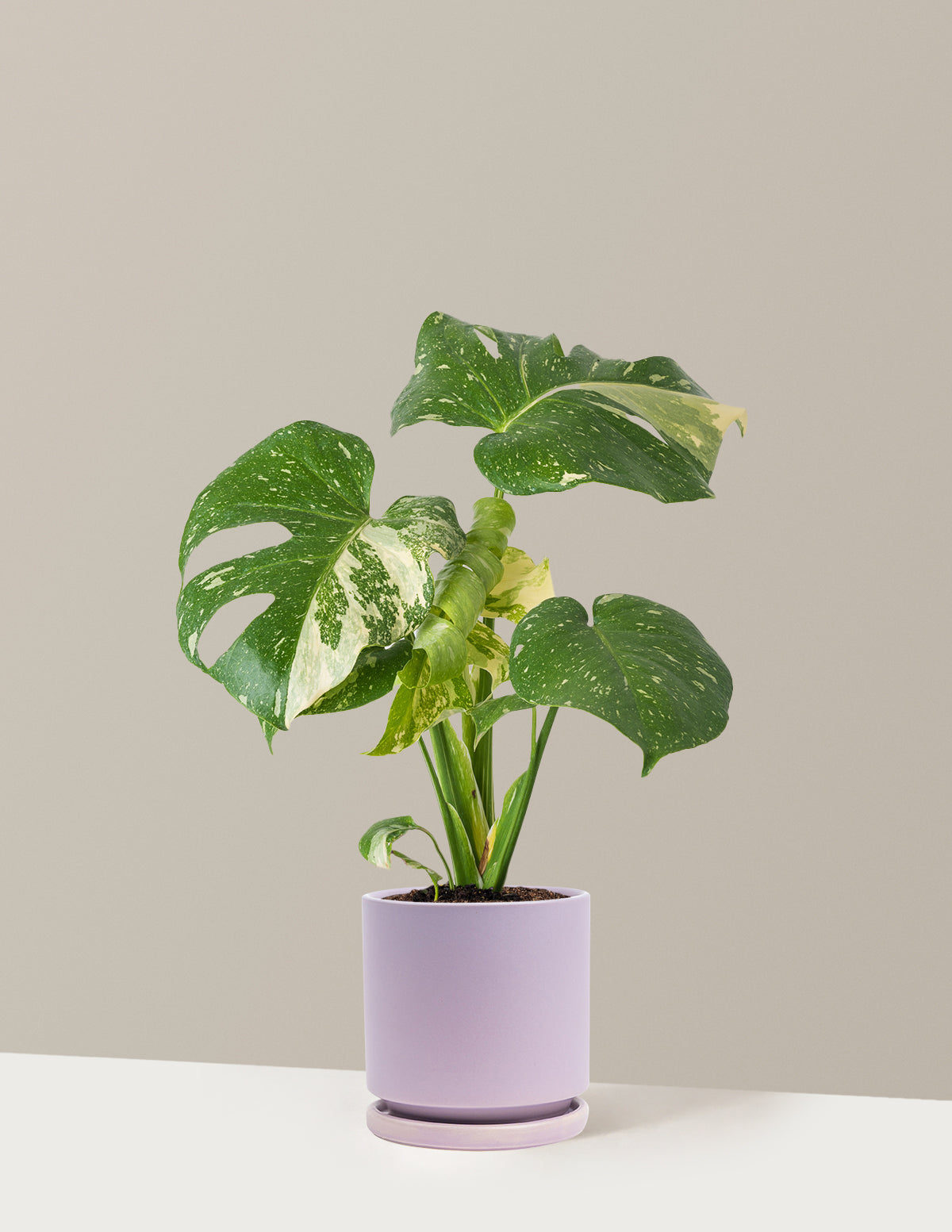 Monstera Thai Constellation