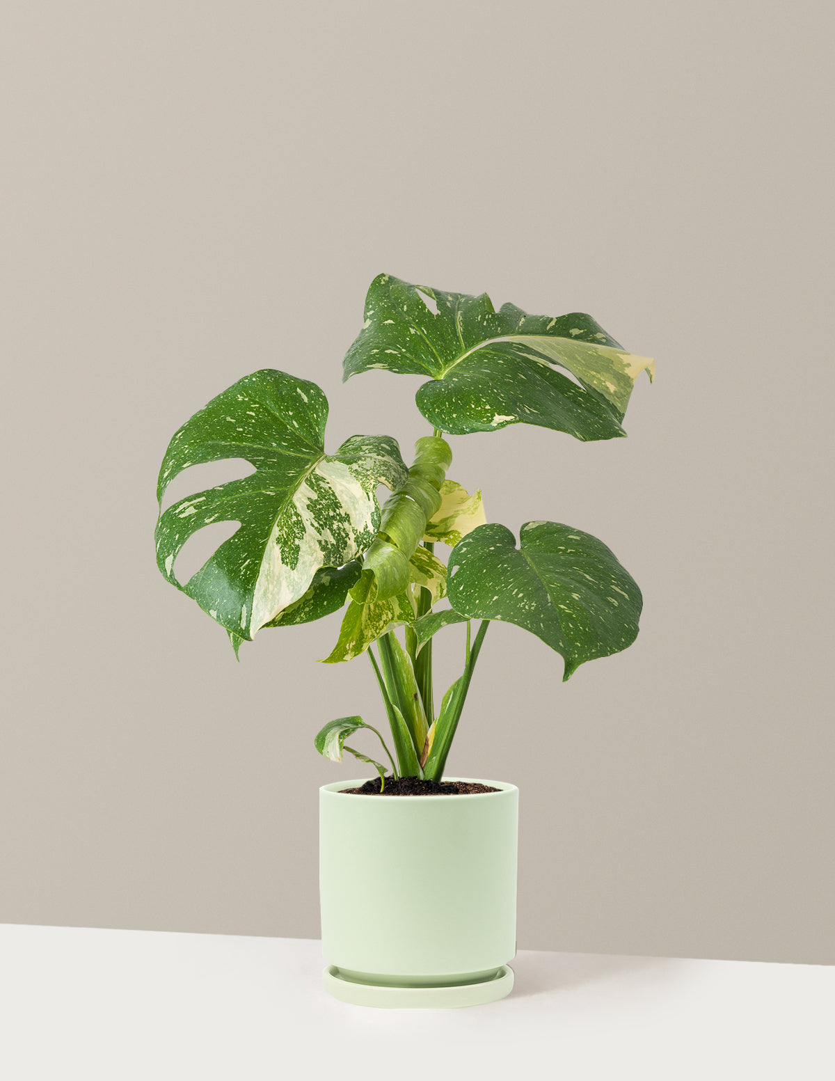 Monstera Thai Constellation