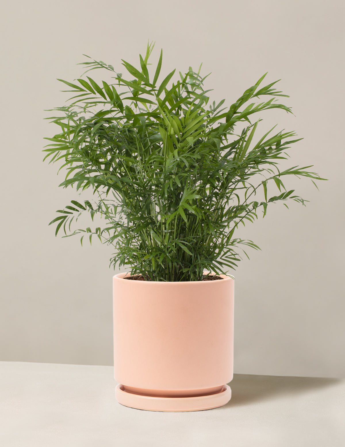 Parlor Palm (Salon Palmiyesi)