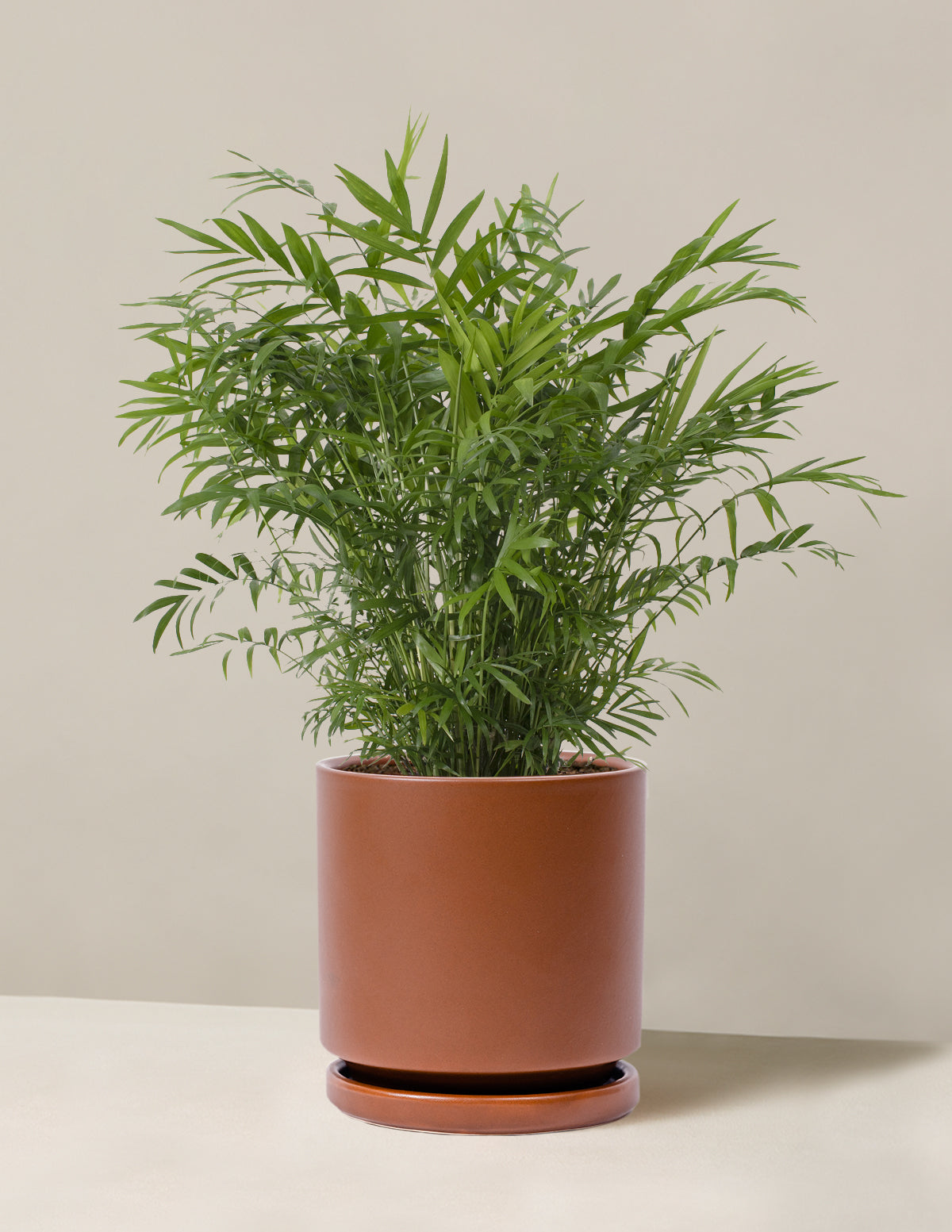 Parlor Palm (Salon Palmiyesi)