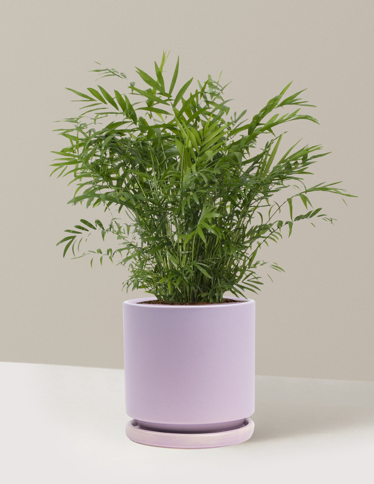 Parlor Palm (Salon Palmiyesi)