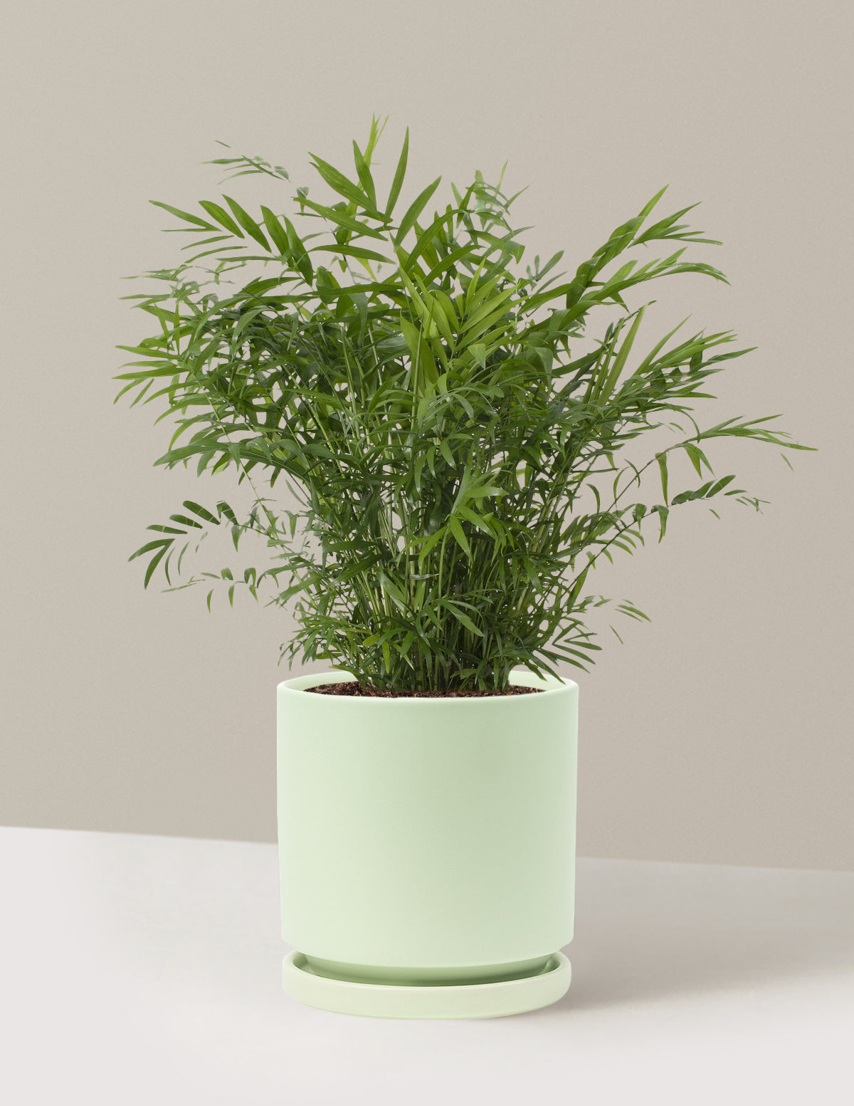 Parlor Palm (Salon Palmiyesi)