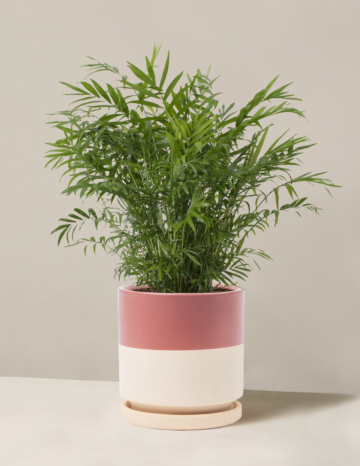 Parlor Palm (Salon Palmiyesi)