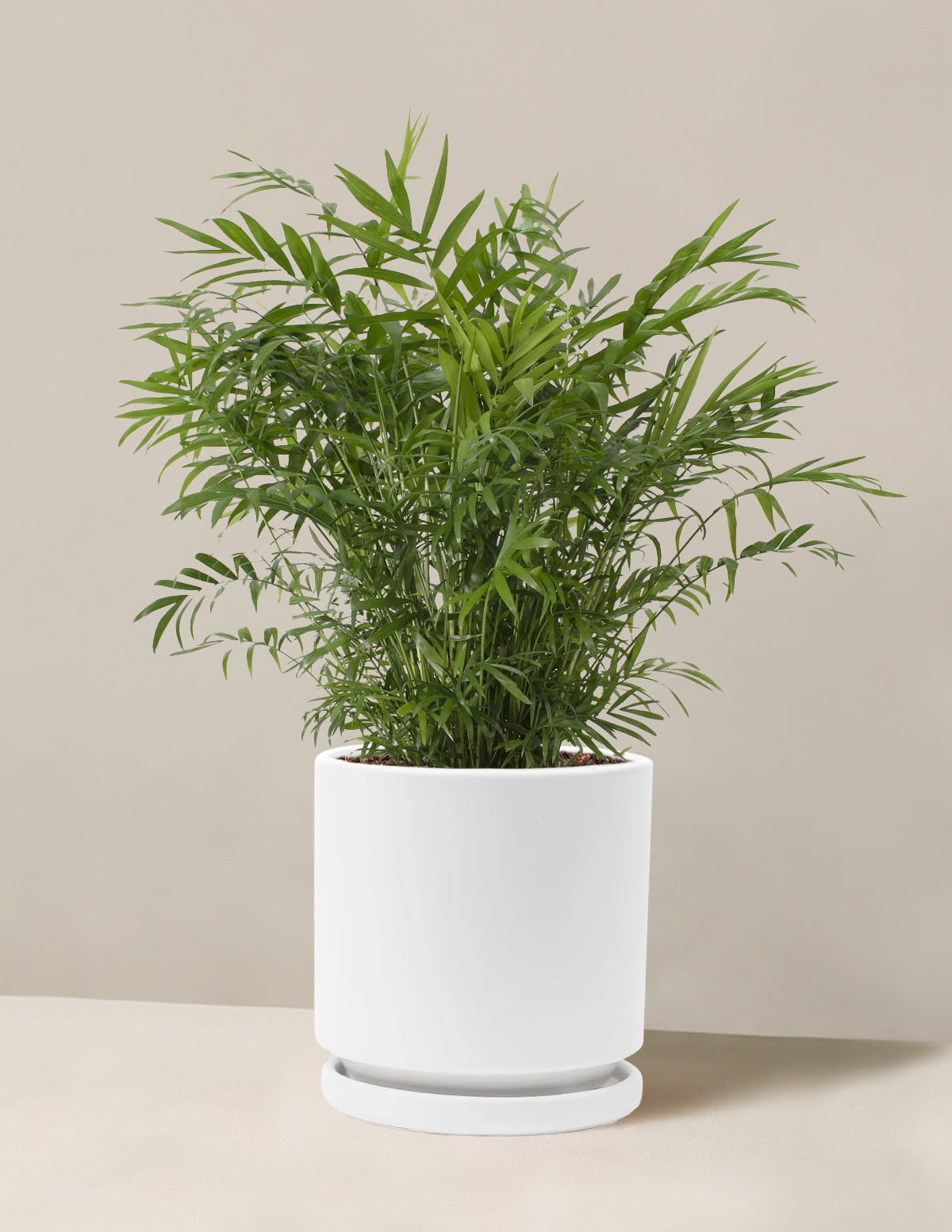 Parlor Palm (Salon Palmiyesi)