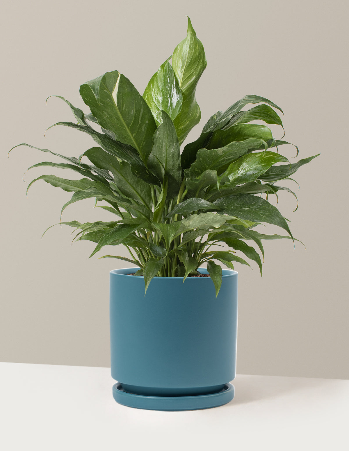 Spathiphyllum Domino (Barış Çiçeği)