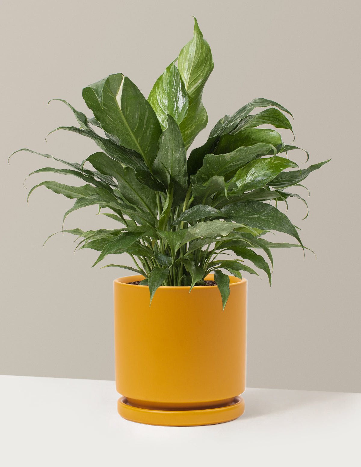 Spathiphyllum Domino (Barış Çiçeği)