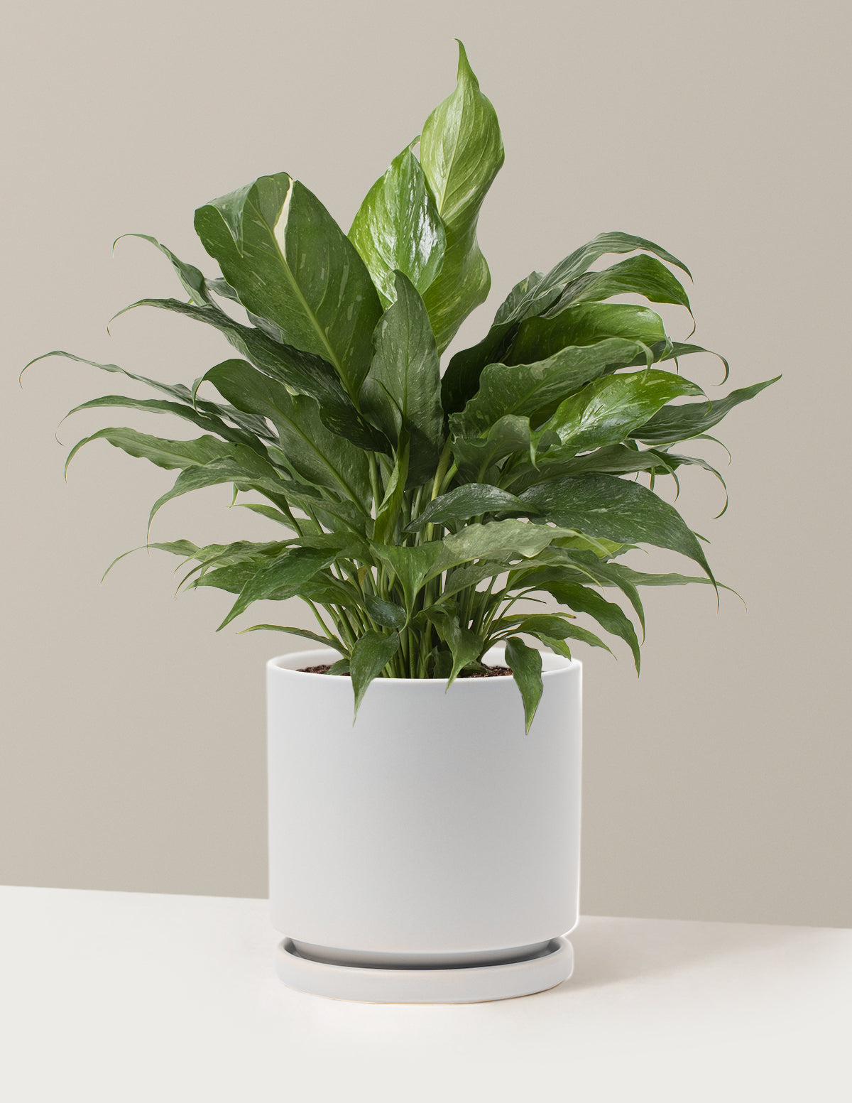 Spathiphyllum Domino (Barış Çiçeği)