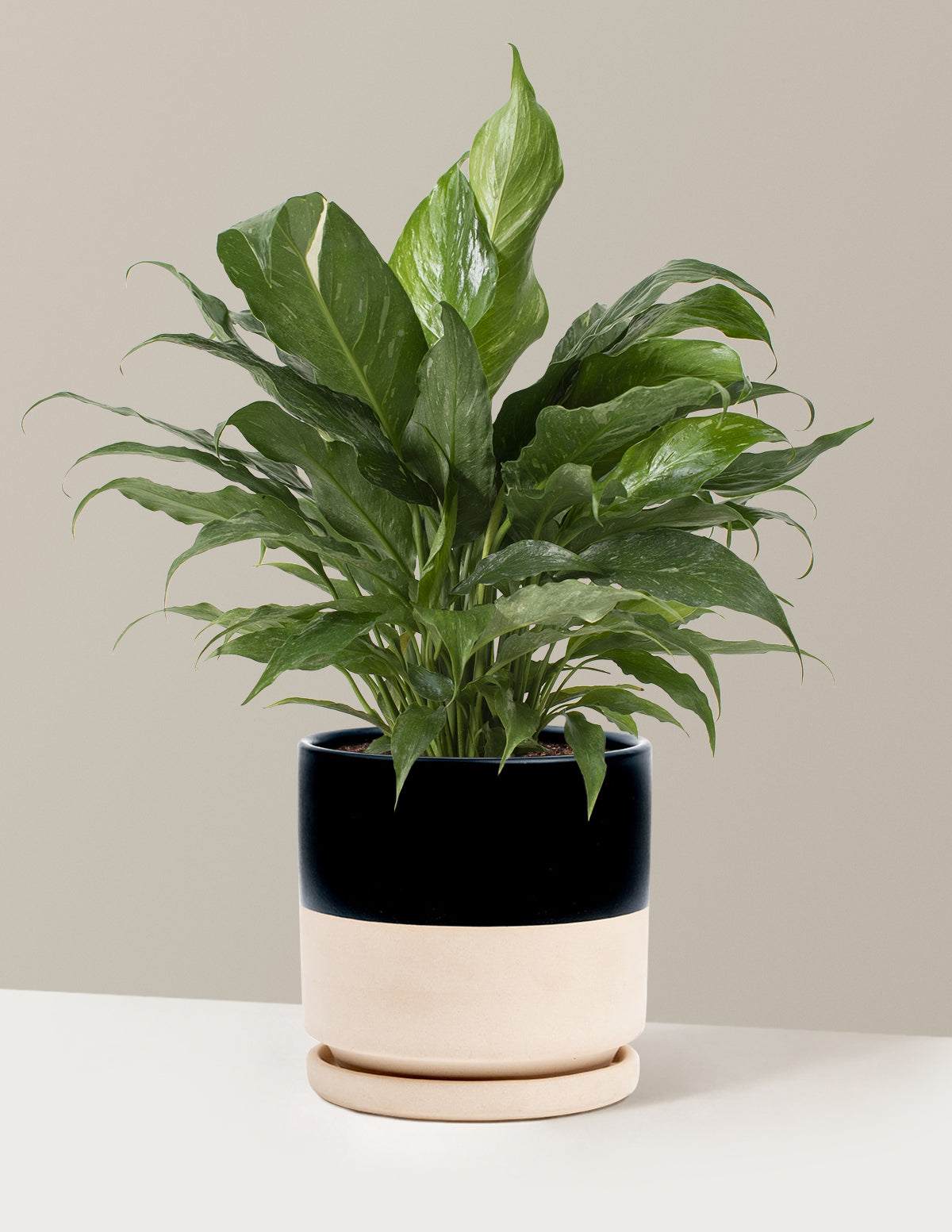 Spathiphyllum Domino (Barış Çiçeği)