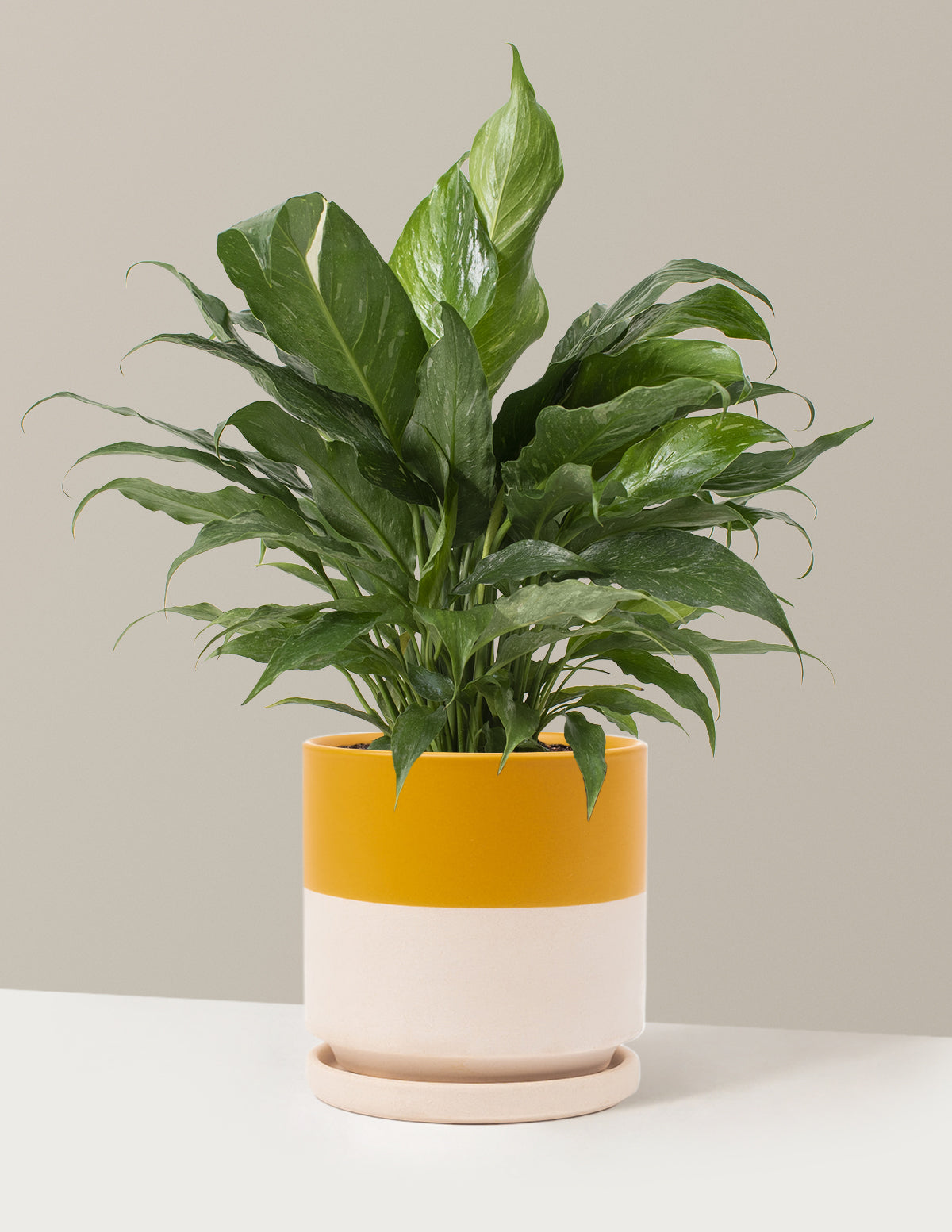 Spathiphyllum Domino (Barış Çiçeği)