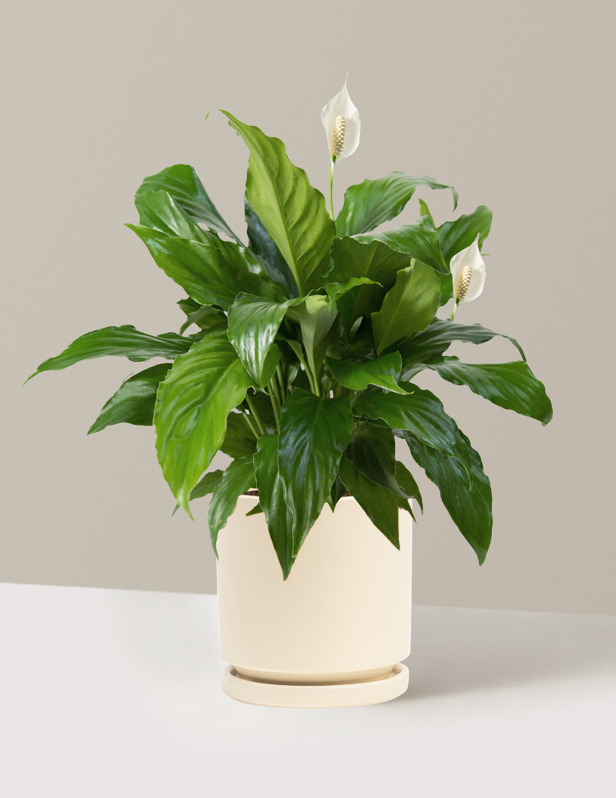 Barış Çiçeği (Peace Lily)