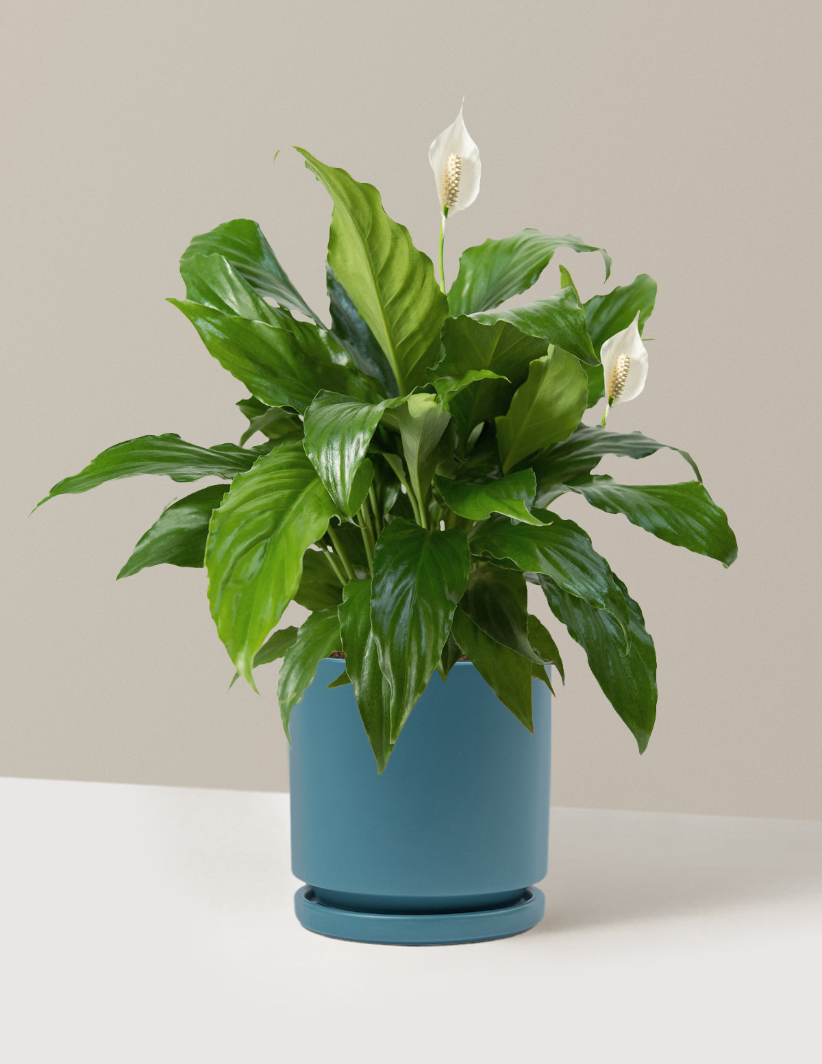 Barış Çiçeği (Peace Lily)