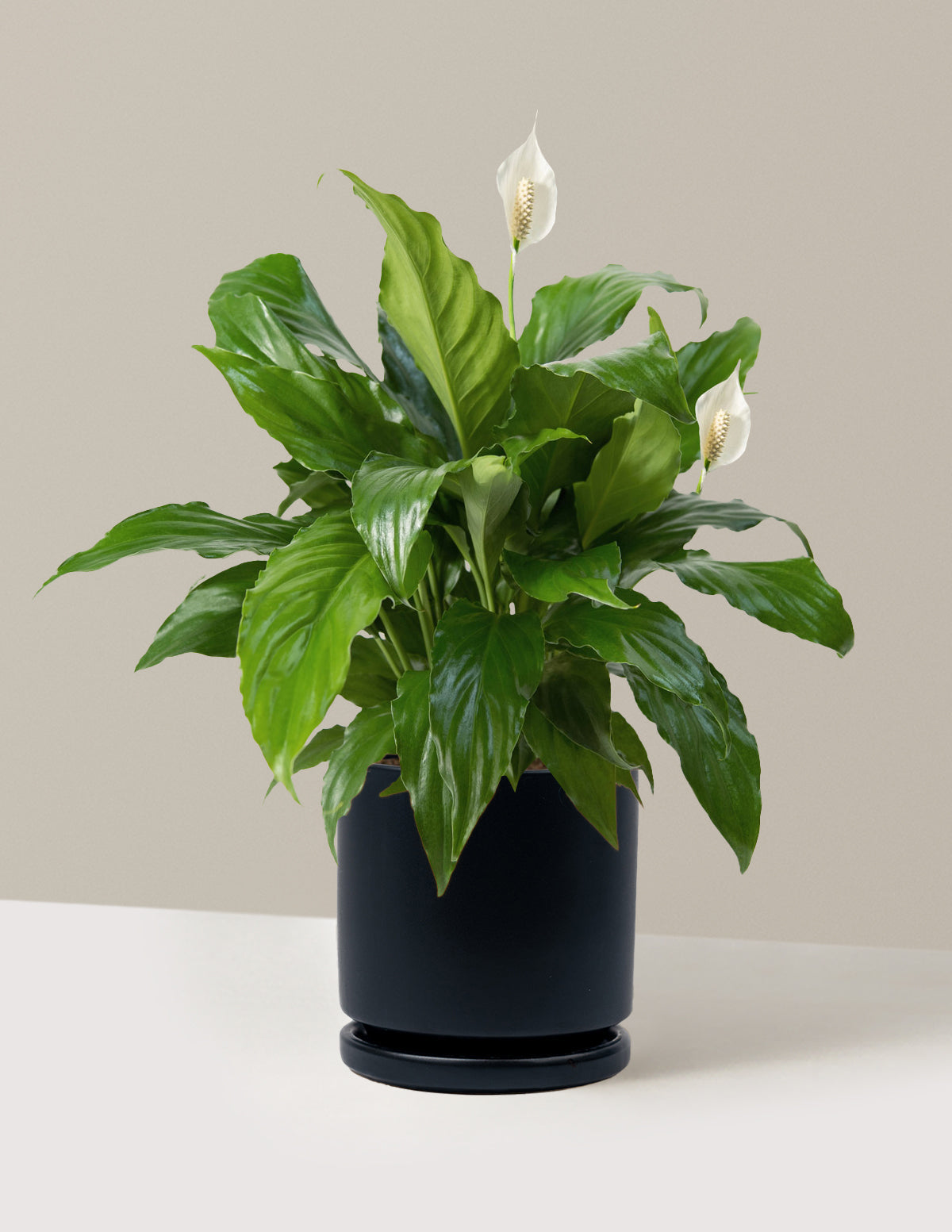 Barış Çiçeği (Peace Lily)