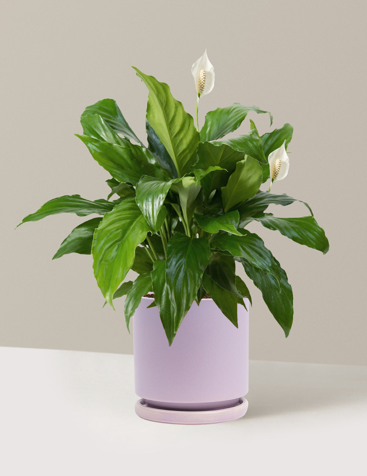 Barış Çiçeği (Peace Lily)