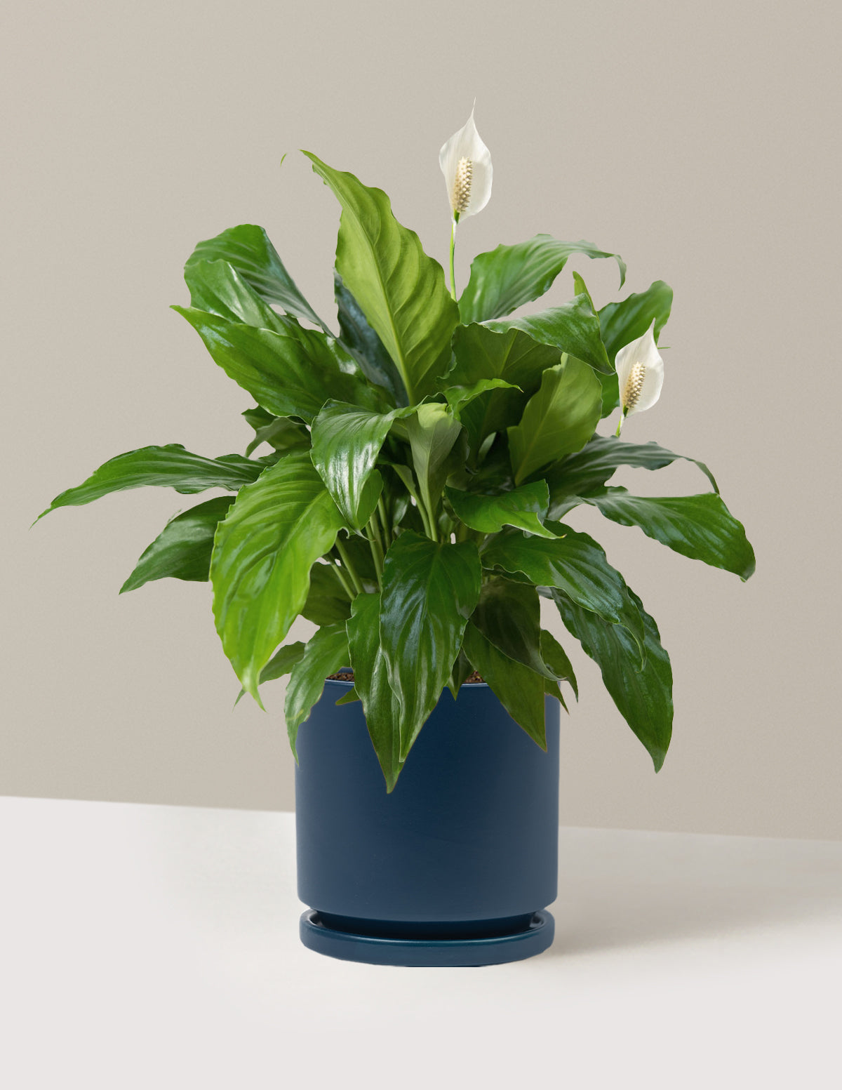 Barış Çiçeği (Peace Lily)