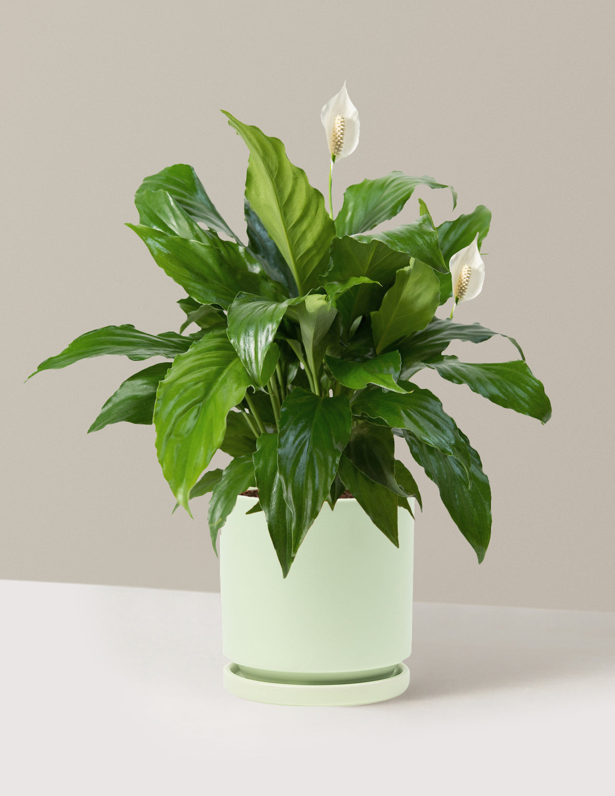 Barış Çiçeği (Peace Lily)