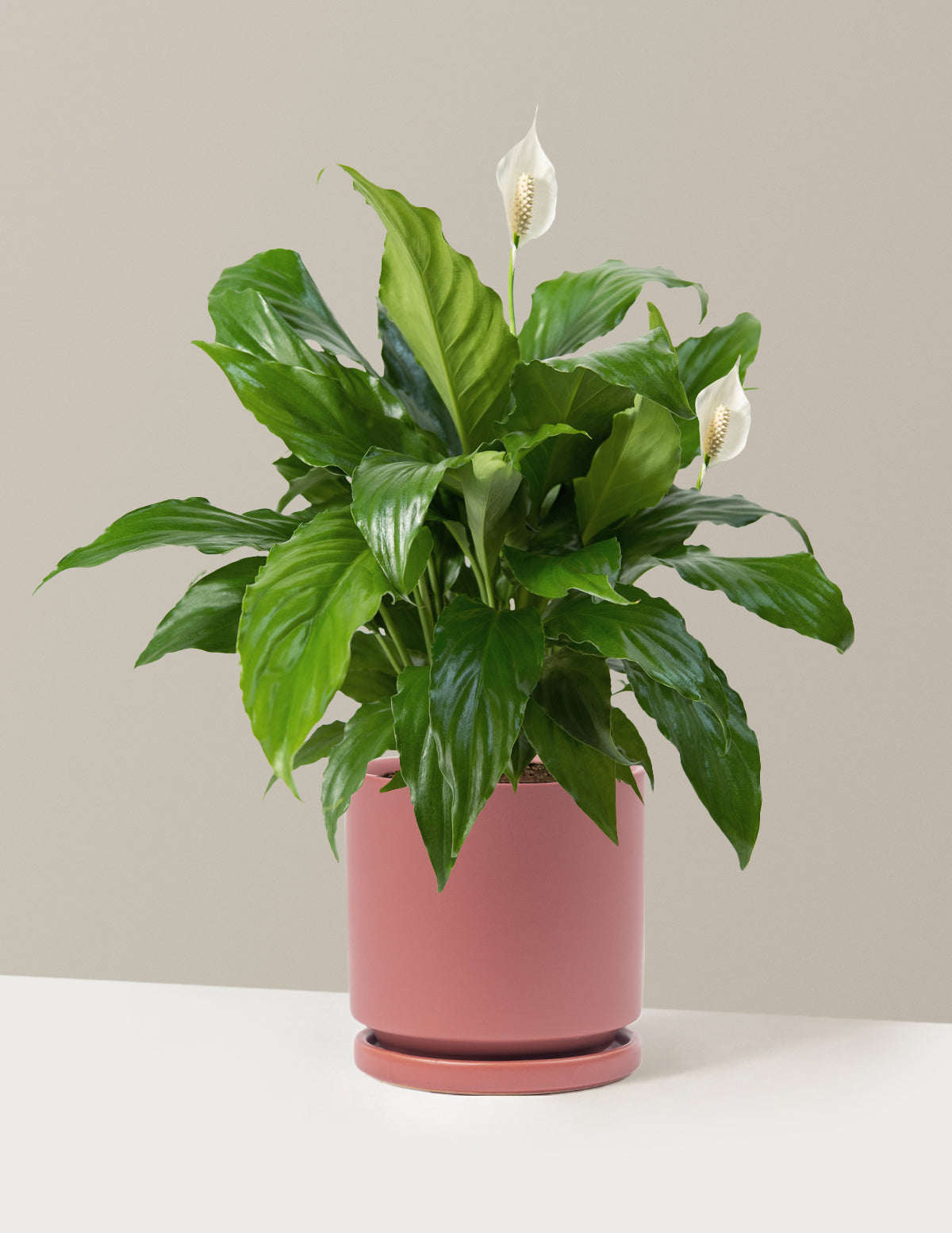 Barış Çiçeği (Peace Lily)