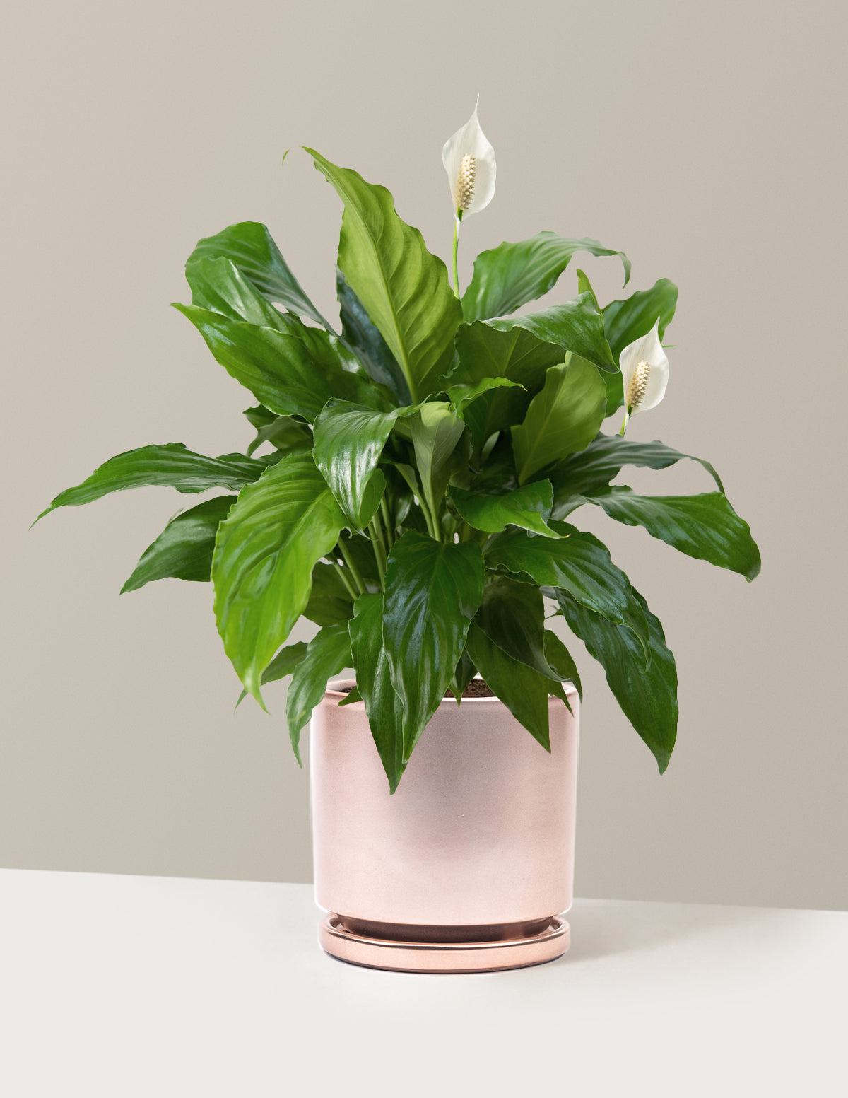 Barış Çiçeği (Peace Lily)