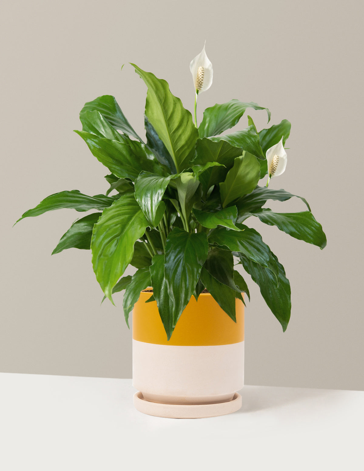 Barış Çiçeği (Peace Lily)