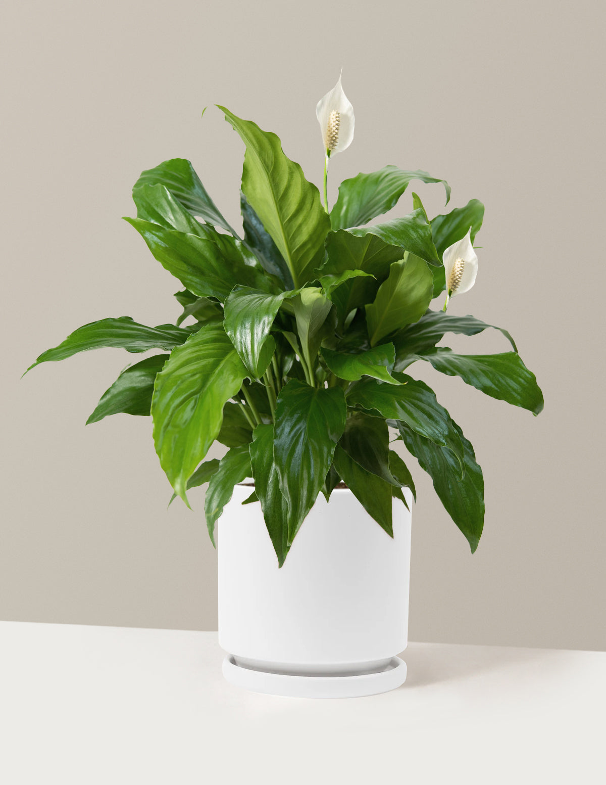 Barış Çiçeği (Peace Lily)