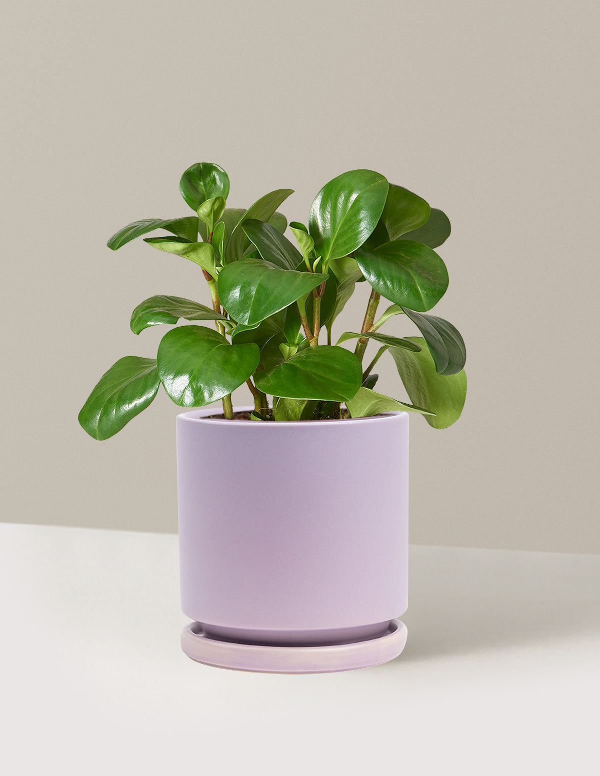 Baby Rubber Plant (Peperomia obtusifolia)