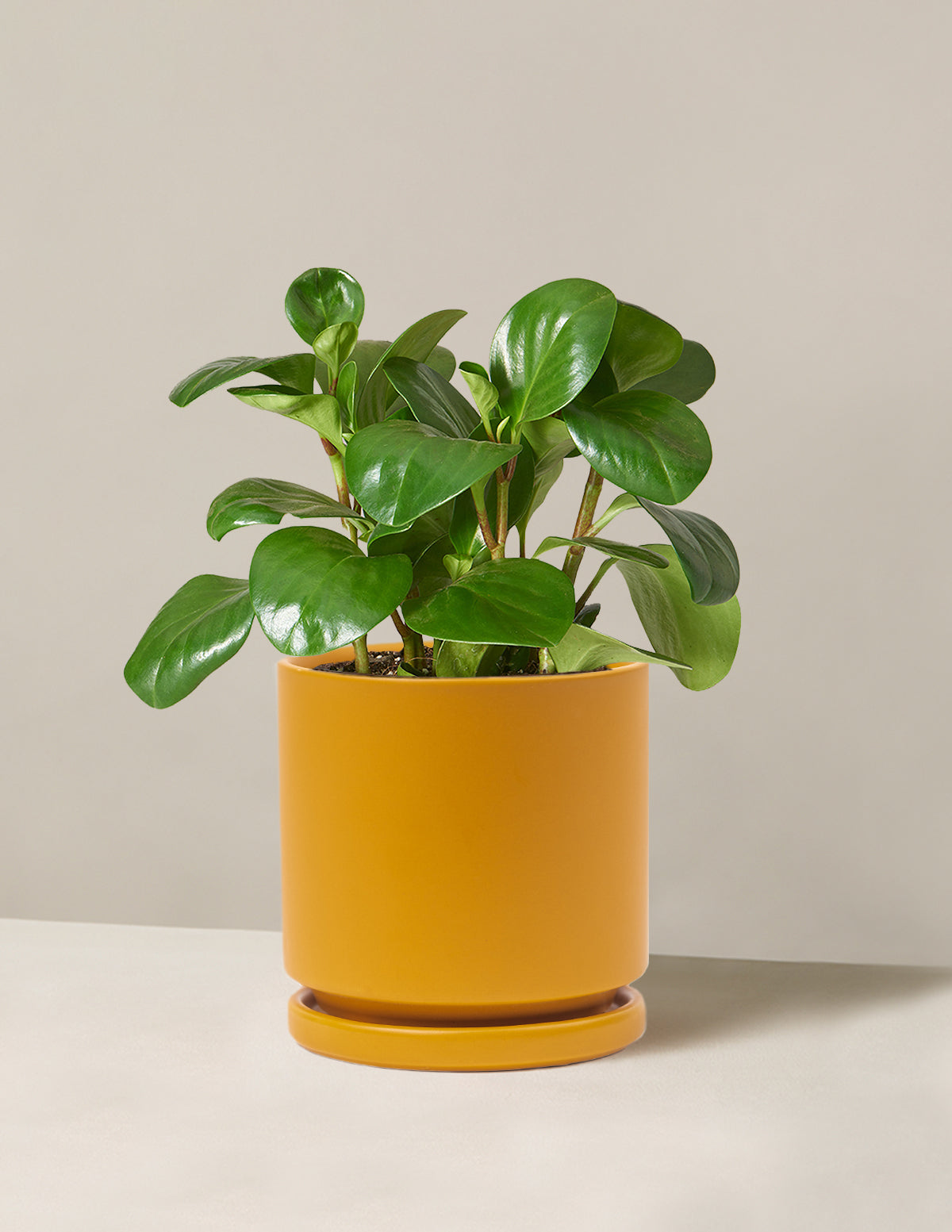Baby Rubber Plant (Peperomia obtusifolia)