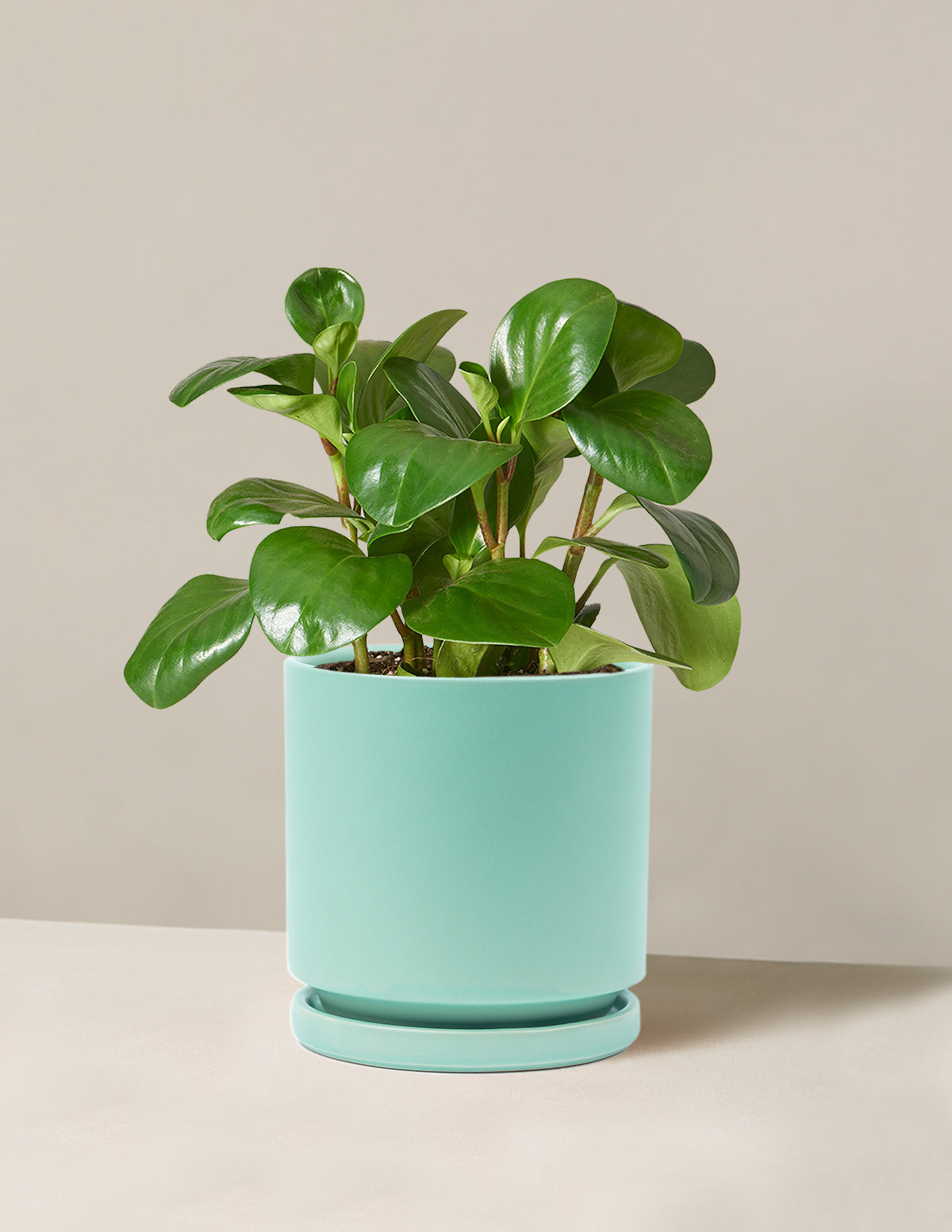Baby Rubber Plant (Peperomia obtusifolia)