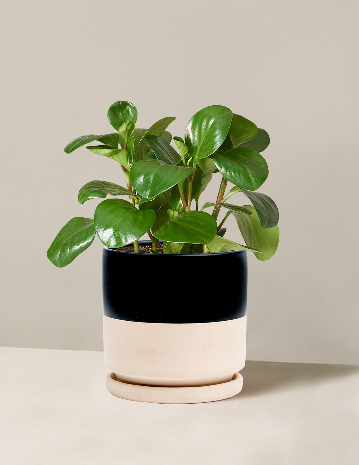 Baby Rubber Plant (Peperomia obtusifolia)