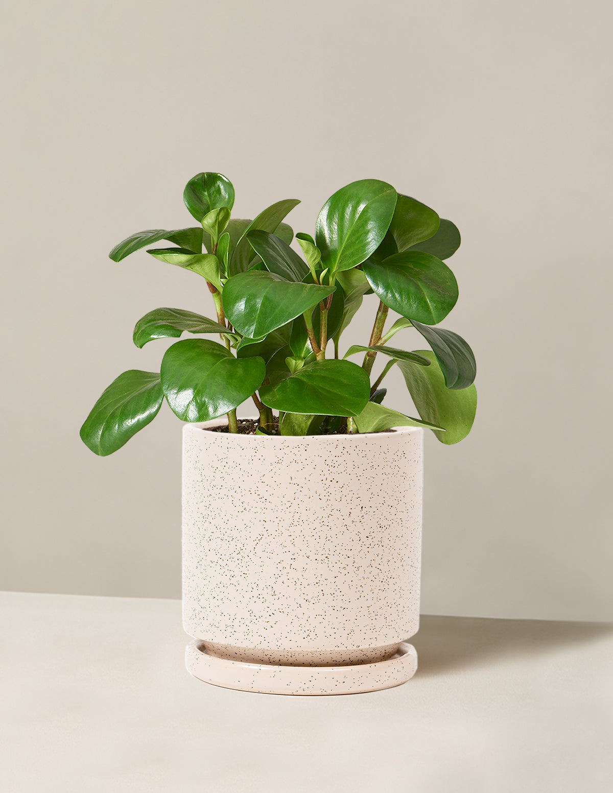 Baby Rubber Plant (Peperomia obtusifolia)