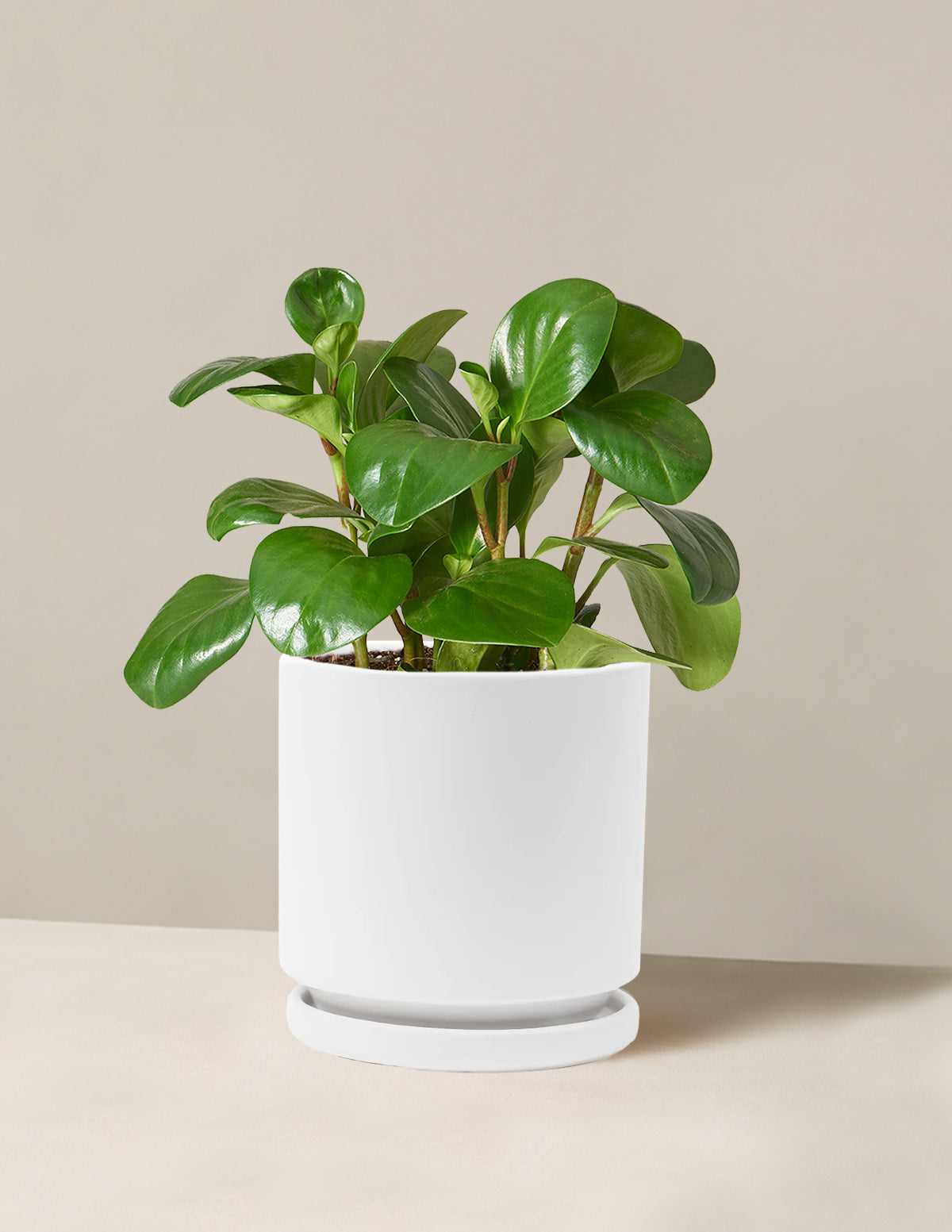 Baby Rubber Plant (Peperomia obtusifolia)