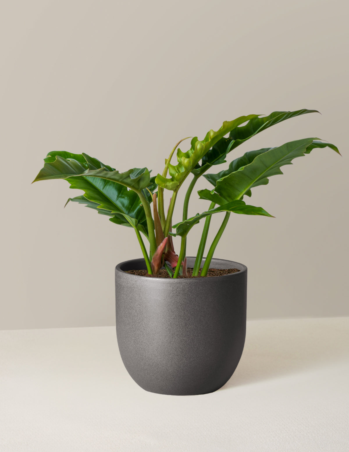 Philodendron 'Jungle Boogie'