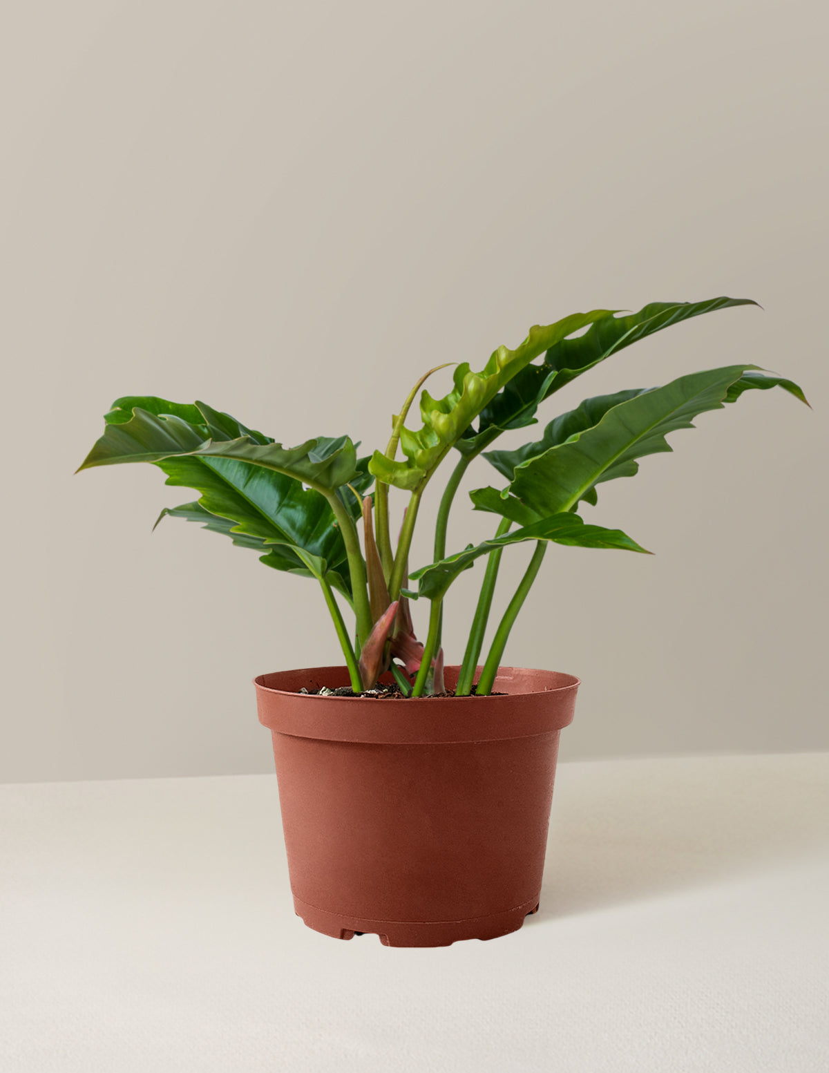 Philodendron 'Jungle Boogie'