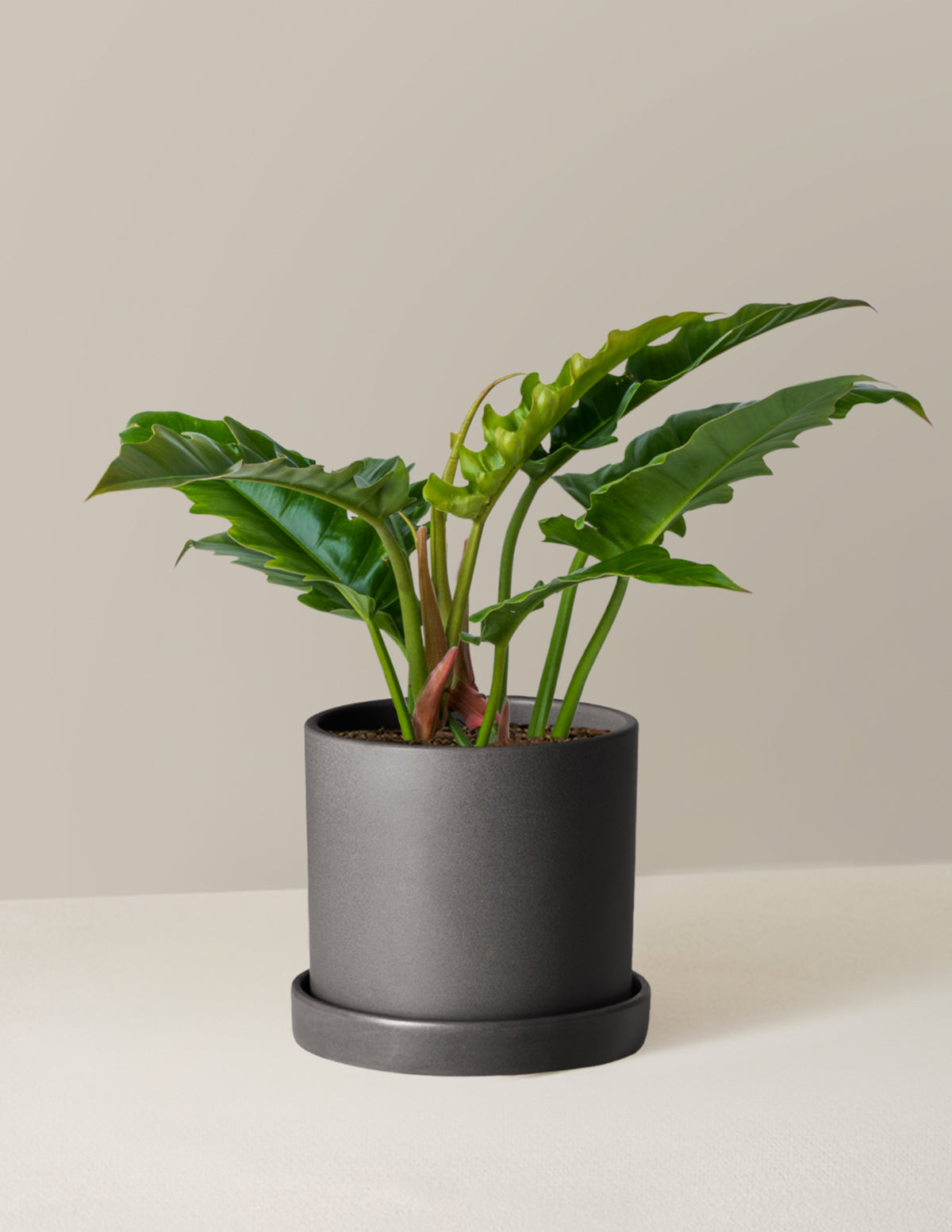 Philodendron 'Jungle Boogie'