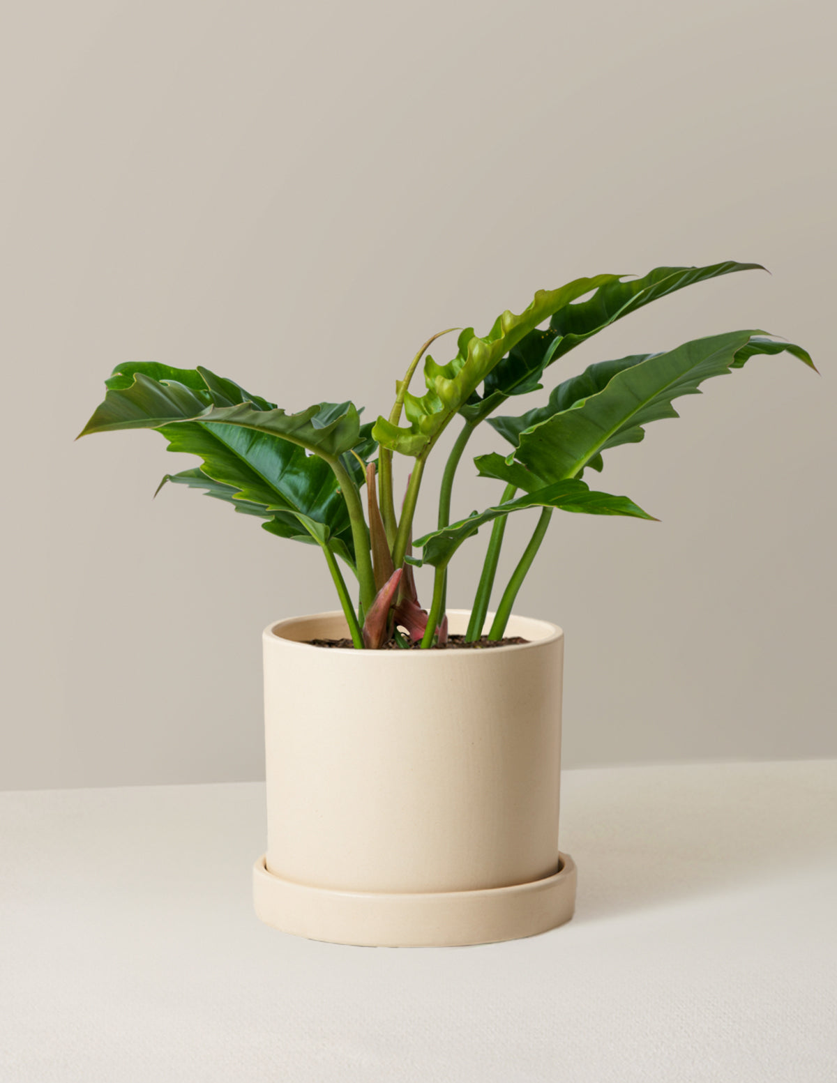Philodendron 'Jungle Boogie'