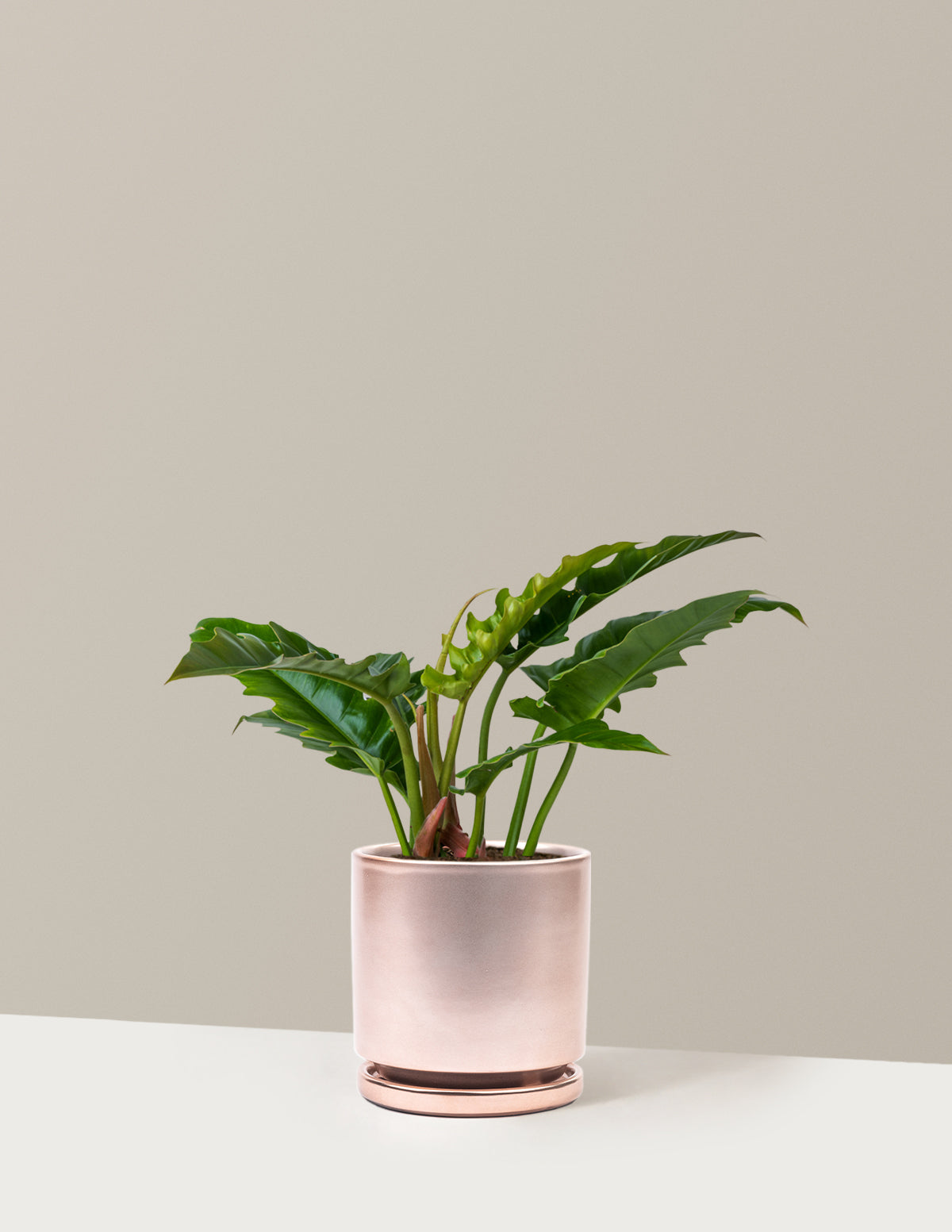 Philodendron 'Jungle Boogie'