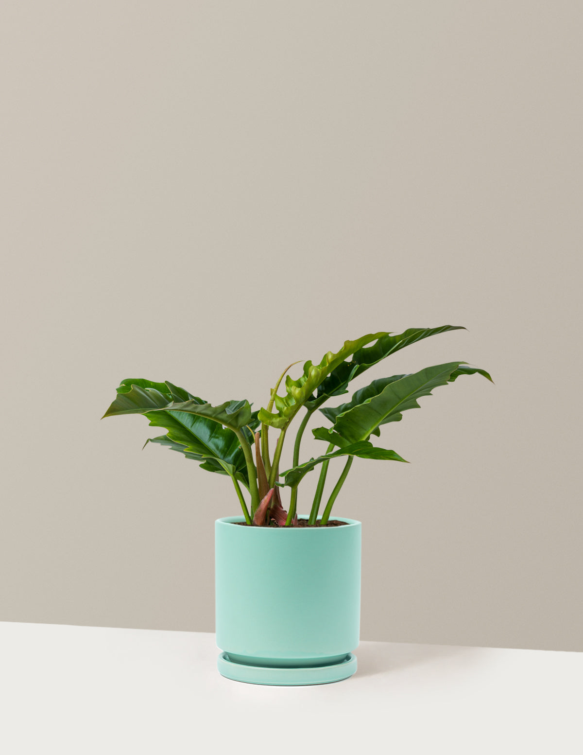 Philodendron 'Jungle Boogie'
