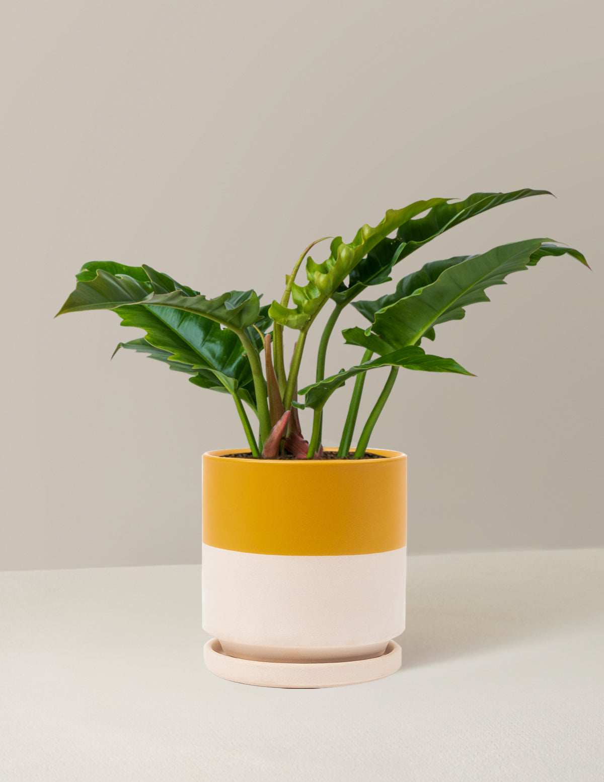 Philodendron 'Jungle Boogie'