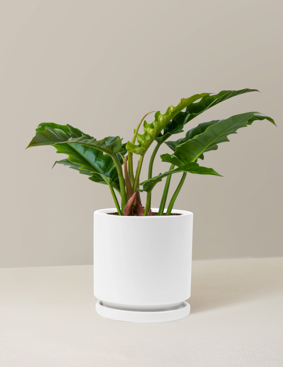 Philodendron 'Jungle Boogie'