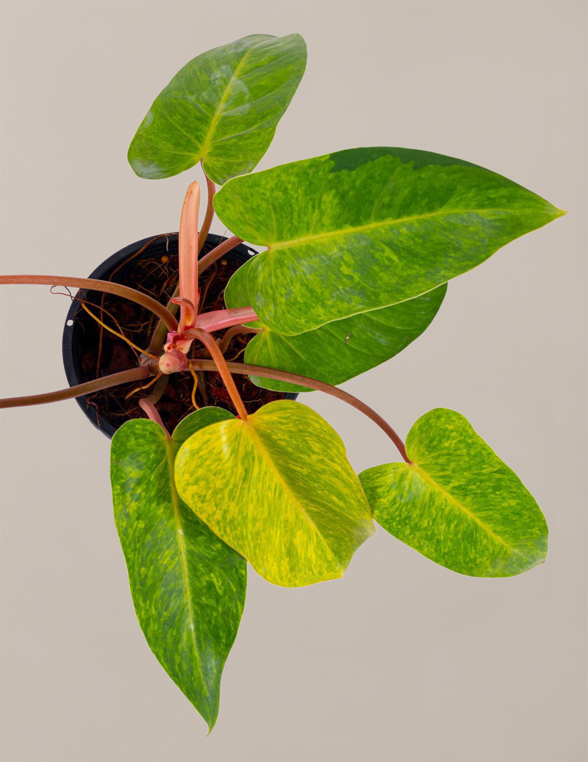 Philodendron 'Painted Lady'