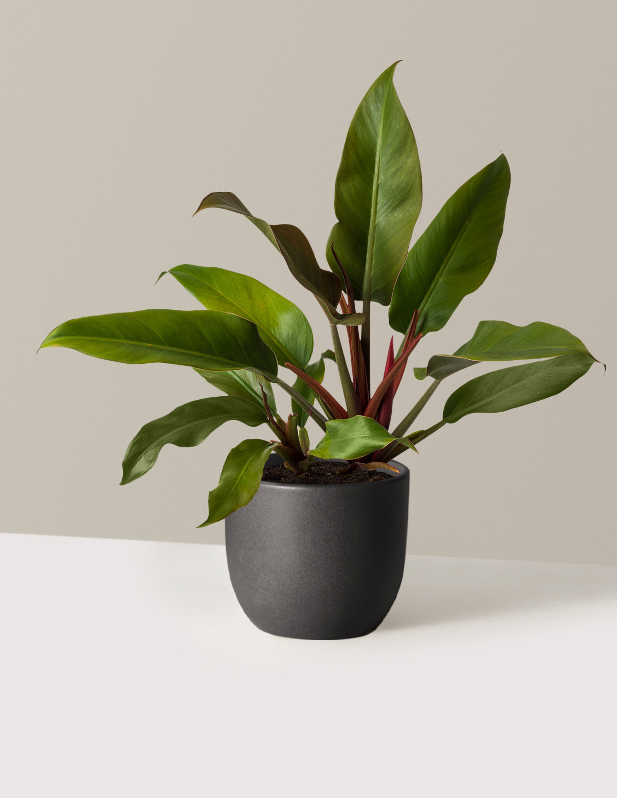 Philodendron 'Autumn'