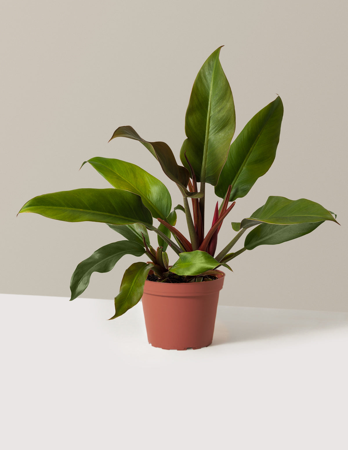 Philodendron 'Autumn'