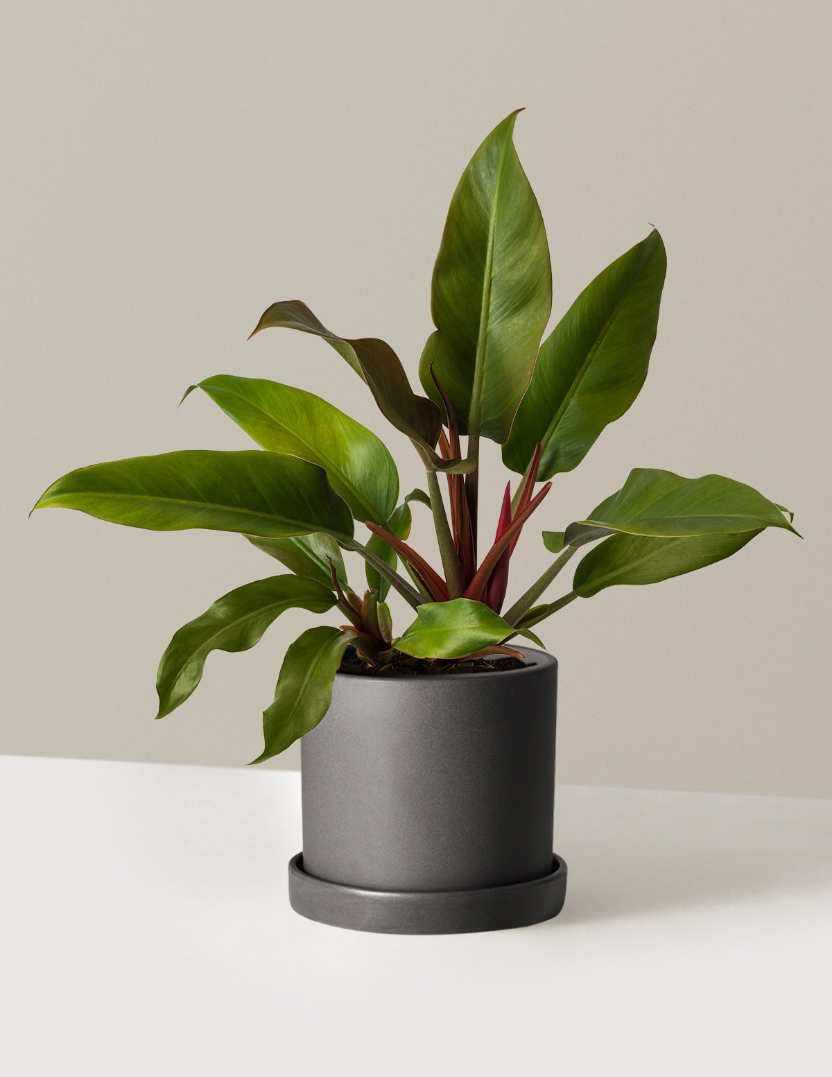 Philodendron 'Autumn'