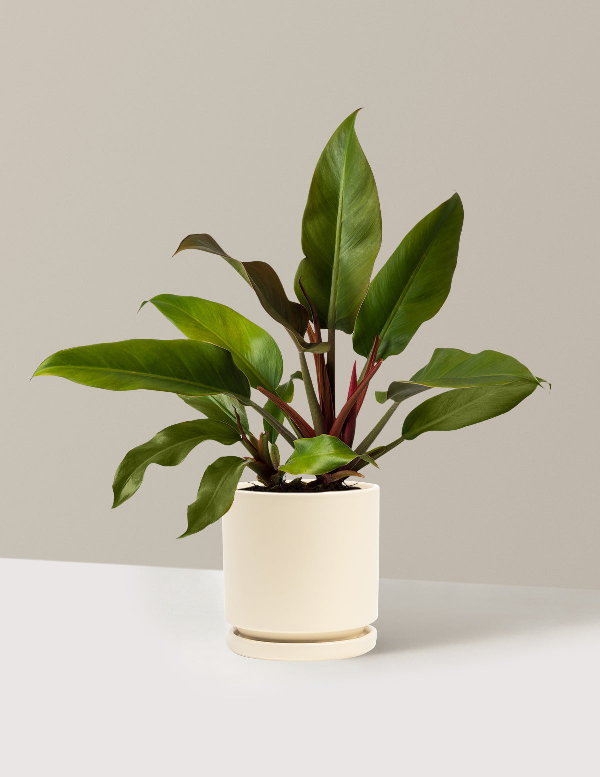 Philodendron 'Autumn'