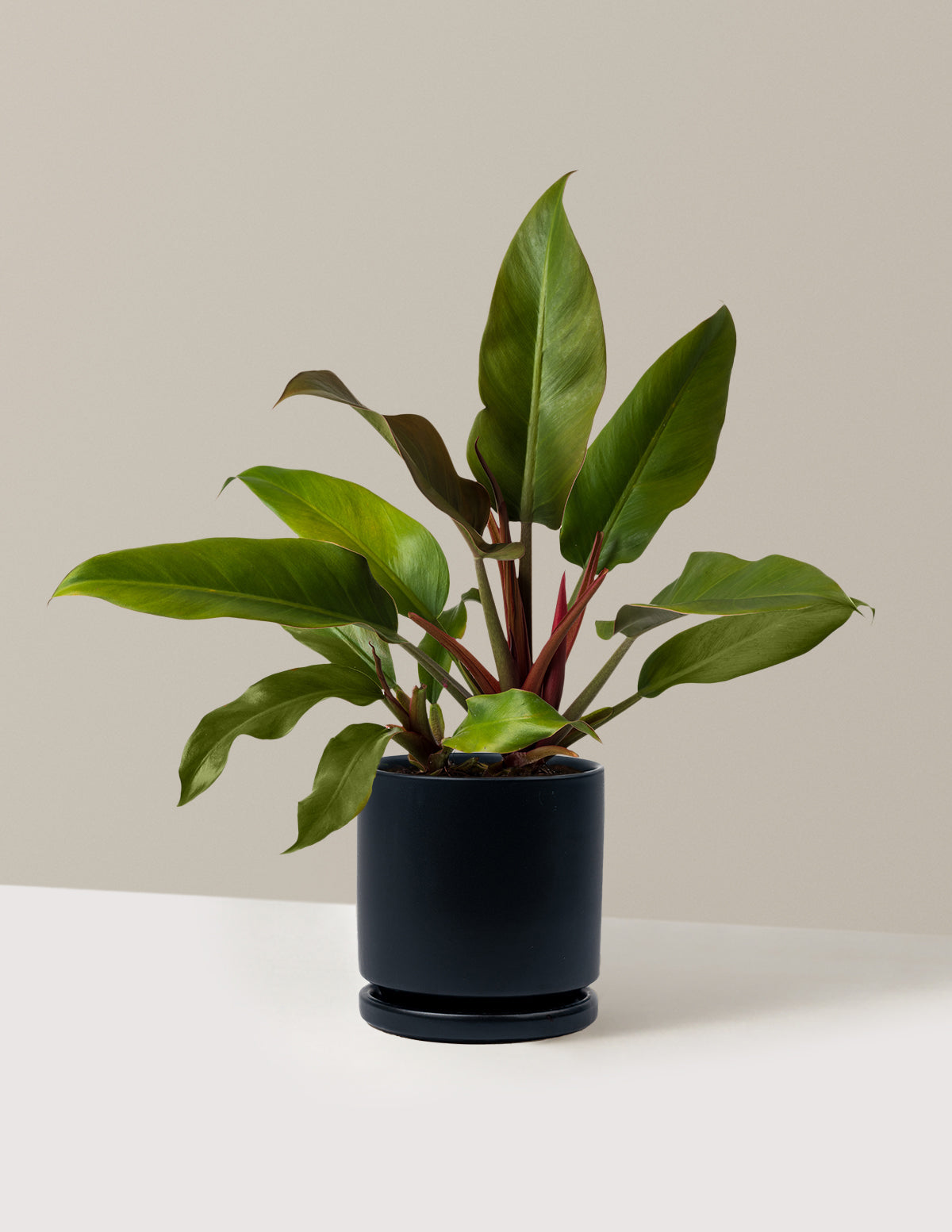 Philodendron 'Autumn'