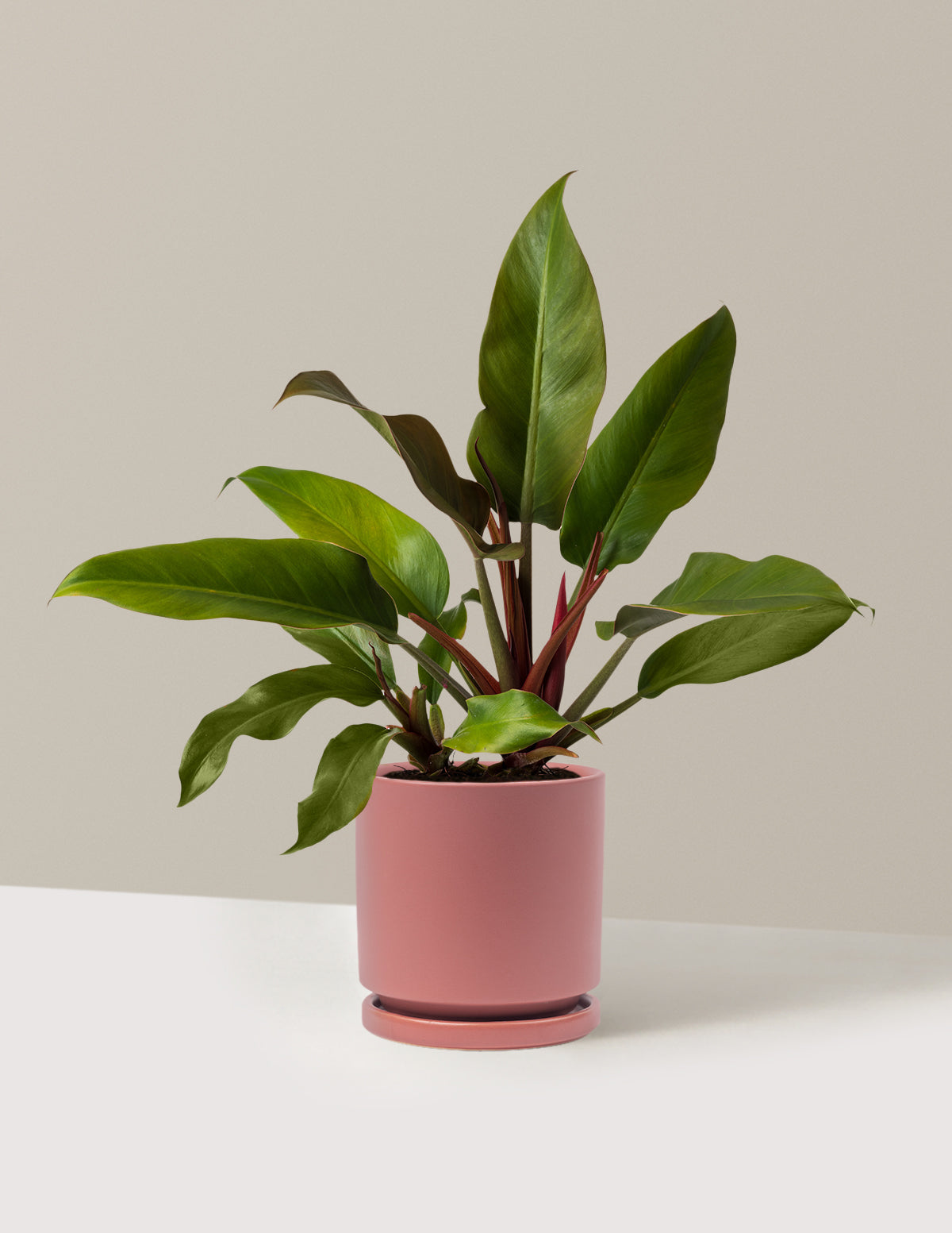 Philodendron 'Autumn'