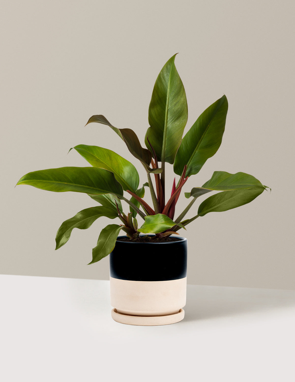 Philodendron 'Autumn'