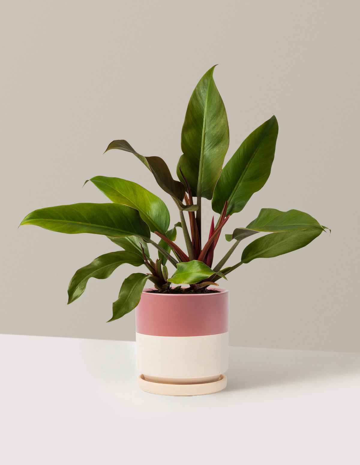 Philodendron 'Autumn'