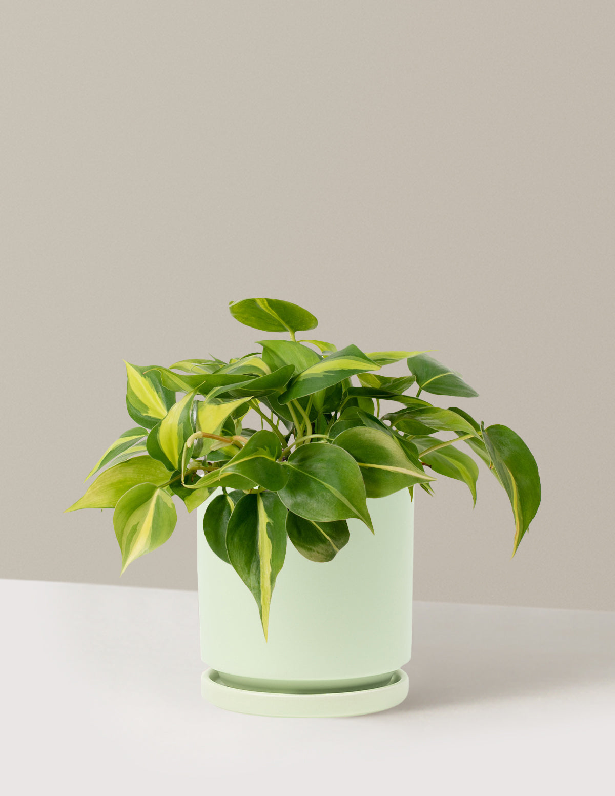 Philodendron Brasil