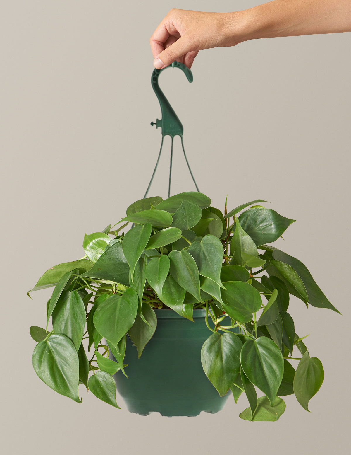 Kalp Yapraklı Philodendron Askılı Sepet